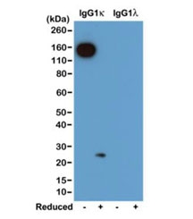Western blot of nonreduced(-) and reduced(+) mouse IgG1 kappa; and IgG1 lambda; (20ng/lane), using 0.2ug/ml of recombinant Mouse Kappa Light Chain antibody. This mAb reacts to nonreduced IgG1 kappa; (~150 kDa), and slightly reacts to reduced kappa; light chain (~25 kDa).