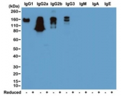 Western blot of nonreduced(-) and reduced(+) mouse immunoglobulins (20ng/lane), using 0.2ug/ml of recombinant Mouse IgG antibody. This mAb reacts to nonreduced mouse IgG1, IgG2a, IgG2b, and IgG3. It showed no cross reactivity with IgM, IgA, or IgE.