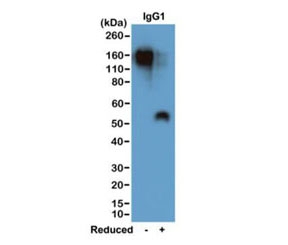 Western blot of nonreduced(-) and reduced(+) mouse IgG1 (20ng/lane), using 0.2ug/mL of recombinant Mouse IgG1 antibody. This mAb reacts to nonreduced IgG1 (~150 kDa) stronger than the reduced γ1 form (~50 kDa).