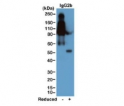 Western blot of nonreduced(-) and reduced(+) mouse IgG2b (20ng/lane), using 0.2ug/ml of the recombinant Mouse IgG2b antibody. This antibody reacts to nonreduced IgG2b (~150 kDa) much stronger than the reduced form (~50 kDa).
