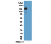 Western blot of nonreduced(-) and reduced(+) mouse IgA, using 0.5ug/mL of recombinant Mouse IgA antibody. This antibody reacts to nonreduced IgA.