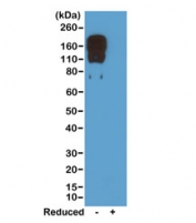 Western blot of nonreduced(-) and reduced(+) mouse IgG2c, using 0.5ug/mL of the recombinant Mouse IgG2c antibody. This mAb reacts to nonreduced IgG2c.