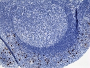 IHC testing of FFPE human tonsil with recombinant Human IgA2 antibody (clone RM125). A pH6 Citrate buffer or pH9 Tris/EDTA buffer HIER step is recommended for testing of FFPE tissue sections.