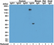 Western blot of human, mouse, rat, and goat IgG shows the recombinant Human IgG4 antibody reacts to hIgG4, in both whole molecule (~150kDa, non-reduced) and heavy chain (~50kDa, reduced) forms. No cross reactivity with other isotypes of hIgG, or mouse/rat/goat IgG.