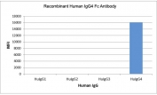 Recombinant Human IgG4 Fc antibody specifically reacts to hIgG4. No cross reactivity with human IgG1, IgG2, IgG3.