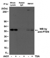 IP of human A431 cell lysate with recombinant Acetyl Lysine antibody at 1:500 and probed with anti-PTEN mouse mAb.