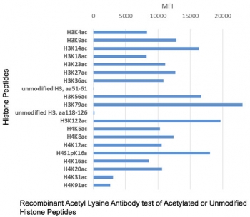The recombinant Acetyl Lysine antibody recognizes acetylated lysine in peptides with different sequences. It does not react with non-acetylated lysine.
