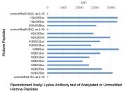 The recombinant Acetyl Lysine antibody recognizes acetylated lysine in peptides with different sequences. It does not react with non-acetylated lysine.