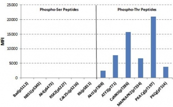 The recombinant Phosphothreonine antibody recognizes phosphorylated threonine in peptides with different sequences. It has minimal cross-reactivity with phosphorylated serine.