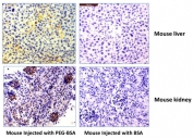 IHC testing of mouse liver and kidney using 0.5 ug/ml of recombinant PEG antibody. The mouse was injected with PEG-BSA or BSA for 3 hours before sampling. A pH6 Citrate buffer or pH9 Tris/EDTA buffer HIER step is recommended for testing of FFPE tissue sections.