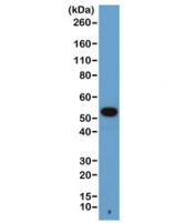 Western blot of human A431 cells with recombinant Alpha Tubulin antibody at 1:1000. Predicted molecular weight ~50 kDa.