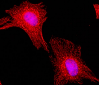 ICC staining of human HeLa cells using the recombinant Alpha Tubulin antibody at 1:200 (red) and nuclei with DAPI (blue).~