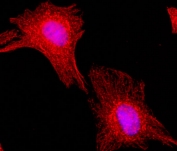 ICC staining of human HeLa cells using the recombinant Alpha Tubulin antibody at 1:200 (red) and nuclei with DAPI (blue).