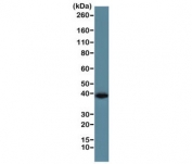 Western blot of human A431 cell lysate using the recombinant GAPDH antibody at 1:1000. Predicted molecular weight ~36 kDa.