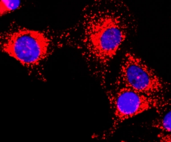 ICC staining of human HeLa cells using recombinant GAPDH antibody at 1:200 (red) and DAPI nuclear stain (blue).~