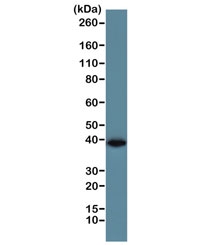 Western blot of human A431 cell lysate using the recombinant GAPDH antibody at 1:1000. Predicted molecular weight ~36