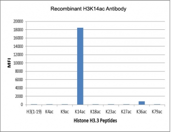 The recombinant H3K14ac antibody specifically reacts to Histone H3 acetylated at Lysine 14 (K14ac). No cross reactivity with acetylated Lysine 4 (K4ac), 9 (K9ac), 18 (K18ac), 23 (K23ac), 27 (K27ac), 36 (K36ac), or 79 (K79ac) in Histone H3.