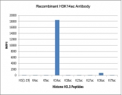 The recombinant H3K14ac antibody specifically reacts to Histone H3 acetylated at Lysine 14 (K14ac). No cross reactivity with acetylated Lysine 4 (K4ac), 9 (K9ac), 18 (K18ac), 23 (K23ac), 27 (K27ac), 36 (K36ac), or 79 (K79ac) in Histone H3.