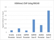 ChIP performed on human HeLa cells using 5ug recombinant H3K4me1 antibody. Real-time PCR was performed using primers specific to the gene indicated.