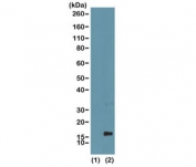 Western blot of recombinant histone H3.3 (1) and acid extracts of human HeLa cells (2) using the recombinant H3K4me1 antibody at 0.5 ug/ml showed a band of histone H3 monomethylated at Lysine 4 (K4me1).