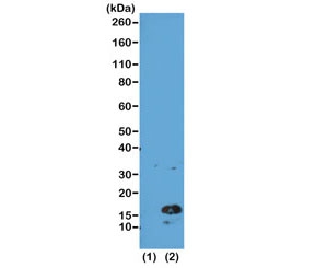 Western blot of recombinant histone H3.3 (1) and acid extracts of human HeLa cells (2) using the recombinant H3K4me3 antibody at 0.5 ug/ml showed a band of Histone H3 trimethylated at Lysine 4 (K4me3) in HeLa cells.