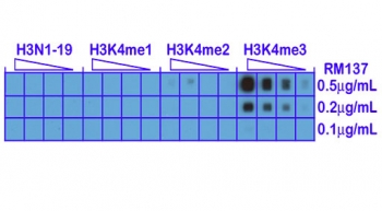 A peptide dot blot shows the recombinant H3K4me3 antibody reacts only to Histone H3 trimethyl-Lysine 4 (K4me3). No cross reactivity with nonmodified (H3N1-19), monomethylated (K4me1) or dimethylated Lysine 4 (K4me2).