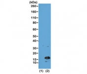 Western blot of recombinant histone H3.3 (1) and acid extracts of human HeLa cells (2) using the recombinant H3K4me3 antibody at 0.5 ug/ml showed a band of Histone H3 trimethylated at Lysine 4 (K4me3) in HeLa cells.