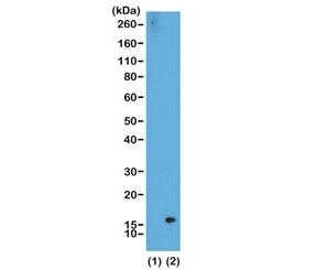 Western blot of recombinant histone H3.3 (1) and acid extracts of HeLa cells (2) using the recombinant H3K36me2 antibody at 0.5 ug/ml showed a band of histone H3 dimethylated at Lysine 36 (K36me2) in HeLa cells.~