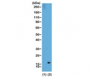 Western blot of recombinant histone H3.3 (1) and acid extracts of HeLa cells (2) using the recombinant H3K36me2 antibody at 0.5 ug/ml showed a band of histone H3 dimethylated at Lysine 36 (K36me2) in HeLa cells.