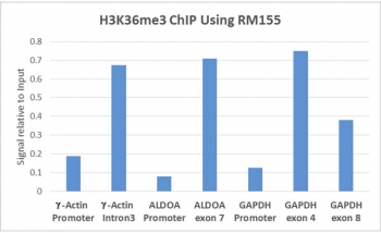 ChIP performed on HeLa cells using the recombinant H3K36me3 antibody (5ug). Real-time PCR was performed using primers specific to the gene indicated.