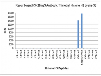 The recombinant H3K36me3 antibody specifically reacts to Histone H3 trimethylated at Lysine 36 (K36me3). No cross reactivity with non-modified (K36 Ctrl), monomethylated (K36me1) or dimethylated Lysine 36 (K36me2), or other methylations in Histone H3.
