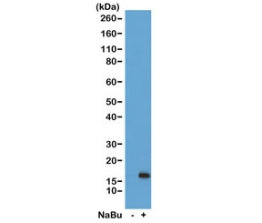 Western blot of acid extracts from HeLa cells untreated (-) or treated (+) with sodium butyrate using recombinant H3K36ac antibody at 1 ug/ml showed a band of Histone H3 acetylated at Lysine 36 in treated HeLa cells.