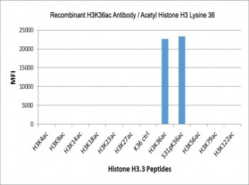 The recombinant H3K36ac antibody specifically reacts to Histone H3 acetylated at Lysine 36 (K36ac) and is not affected by the phosphorylation of neighboring Ser31. No cross reactivity with acetylated Lysine 4/9/14/18/23/27/56/79/122 in Histone H3.