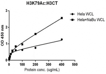 Sandwich ELISA of acetylated Histone H3 at Lys 79 using HeLa whole cell lysate, treated or untreated with sodium butyrate, with recombinant H3K79ac antibody (5 ug/ml) as the capture and <a href=../tds/recombinant-histone-h3-antibody-rabbit-monoclonal-r20252>biotinylated pan H3CT mAb</a> (RM188, 1 ug/ml) as the detect.