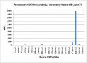 The recombinant H3K79me1 antibody specifically reacts to Histone H3 monomethylated at Lysine 79 (K79me1). No cross reactivity with dimethylated (K79me2), trimethylated (K79me3), or other methylations in histone H3.