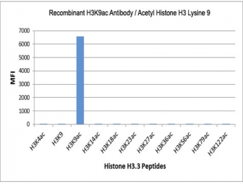 The recombinant H3K9ac antibody specifically reacts to Histone H3 acetylated at Lysine 9 (K9ac). No cross reactivity with acetylated Lysine 4/14/18/23/27/36/56/79/122 in Histone H3.