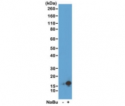 Western blot of acid extracts from HeLa cells untreated (-) or treated (+) with sodium butyrate using recombinant H3K9ac antibody at 0.25 ug/ml showed a band of Histone H3 acetylated at Lysine 9 in treated HeLa cells.