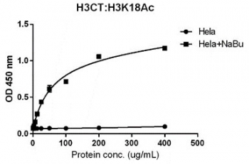 Sandwich ELISA with acetylated Histone H3 at Lys 18 using human HeLa cell lysate, treated or untreated with sodium butyrate, using <a href=../search_result.php?search_txt=rm188>anti-Histone H3CT (RM188, 1 ug/ml)</a> as the capture and biotinylated recombinant H3K18ac antibody (RM166, 2 ug/ml) as the detect.