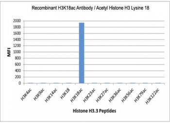 The recombinant H3K18ac antibody specifically reacts to Histone H3 acetylated at Lysine 18 (K18ac). No cross reactivity with acetylated 4 (K4ac), 9 (K9ac), 14 (K14ac), 23 (K23ac), 27 (K27ac), 36 (K36ac), 56 (K56ac), 79 (K79ac), or 122 (K122) in Histone H3.