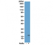 Western blot of acid extracts from HeLa cells untreated (-) or treated (+) with sodium butyrate using recombinant H3K18ac antibody at 0.5 ug/mL showed a band of Histone H3 acetylated at Lysine 18 in treated HeLa cells.