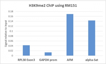 ChIP performed on HeLa cells using recombinant H3K9me2 antibody (5ug). Real-time PCR was performed using primers specific to the gene indicated.