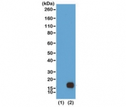 Western blot of recombinant Histone H3.3 (1) and acid extracts of HeLa cells (2) using recombinant H3K9me2 antibody at 0.5 ug/ml showed a band of Histone H3 dimethylated at Lysine 9 (K9me2) in HeLa cells.