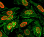 ICC/IF test of HeLa cells treated with sodium butyrate using recombinant H3K9me2 antibody (red). Actin filaments have been labeled with fluorescein phalloidin (green).