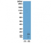 Western blot of recombinant Histone H3.3 (1) and acid extracts of HeLa cells (2) using recombinant H3K14me2 antibody at 0.25 ug/ml showed a band of Histone H3 dimethylated at Lysine 14 (K14me2) in HeLa cells.