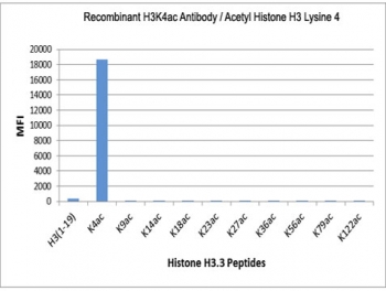 The recombinant H3K4ac antibody specifically reacts to Histone H3 acetylated at Lysine 4 (K4ac). No cross reactivity with non-modified Lysine 4, acetylated Lysine 9/14/18/23/27/36/56/79/122 in Histone H3.