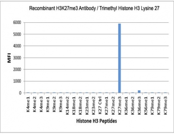 The recombinant H3K27me3 antibody specifically reacts to Histone H3 trimethylated at Lysine 27 (K27me3). No cross reactivity with non-modified (K27 Ctrl), monomethylated (K27me1) or dimethylated Lysine 27 (K27me2), or other methylations in Histone H3.