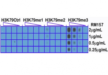 A peptide dot blot shows the recombinant H3K79me3 antibody only reacts to Histone H3 trimethyl-Lysine 79 (K79me3). No cross reactivity with unmodified (H3K79Ctrl), monomethylated (K79me1), or dimethylated Lysine 79 (K79me2).