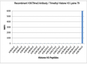 The recombinant H3K79me3 antibody specifically reacts to Histone H3 trimethylated at Lysine 79 (K79me3). No cross reactivity with other methylated lysines in Histone H3.