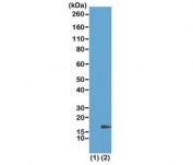 Western blot of recombinant Histone H3.3 (1) and acid extracts of HeLa cells (2) using recombinant H3K18me1 antibody at 1 ug/ml showed a band of Histone H3 monomethylated at Lysine 18 (K18me1) in HeLa cells.