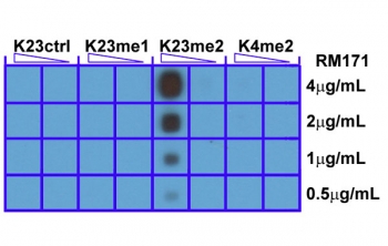 A peptide dot blot shows the recombinant H3K23me2 antibody only reacts to Histone H3 dimethyl-Lysine 23 (K23me2). No cross reactivity with unmodified (K23Ctrl) or monomethylated Lysine 23 (K23me1), or dimethylated Lysine 4 (K4me2).